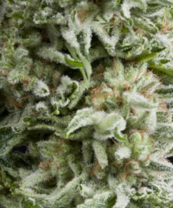 Amnesia Gold auto Pyramid Seeds