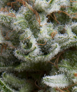Anesthesia auto Pyramid Seeds