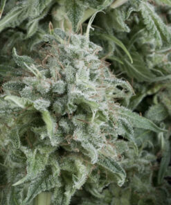 Anubis auto Pyramid Seeds