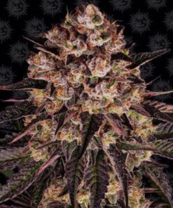 Biscotti Mintz fem Barney's Farm