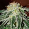 Black Russian fem Delicious Seeds