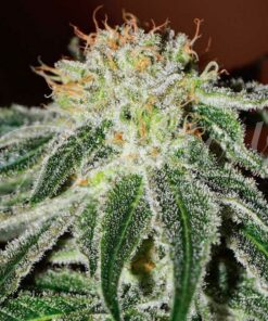 Black Russian fem Delicious Seeds