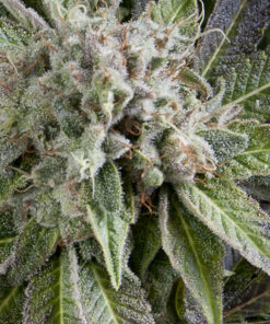 Blue Pyramid auto Pyramid Seeds