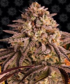 Blue Sunset Sherbert fem Barney's Farm
