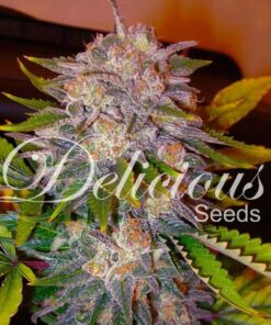 Caramelo fem Delicious Seeds