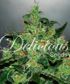 Critical Jack Herer auto Delicious Seeds