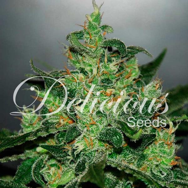 Critical Jack Herer auto Delicious Seeds