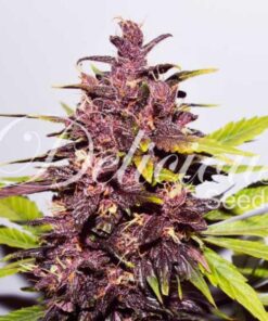 Dark Purple auto Delicious Seeds