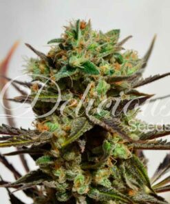 Delicious Candy fem Delicious Seeds