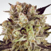 Durga Mata II CBD fem Paradise Seeds