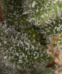 Fresh Candy auto Pyramid Seeds