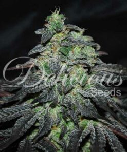 Golosa fem Delicious Seeds