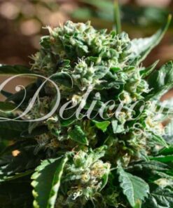 Il Diavolo auto Delicious Seeds