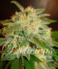 La Bella Afrodita auto Delicious Seeds
