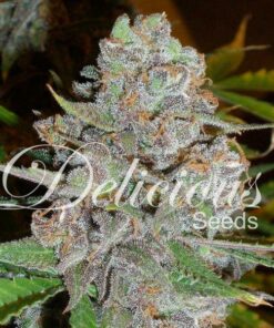 La Diva auto Delicious Seeds