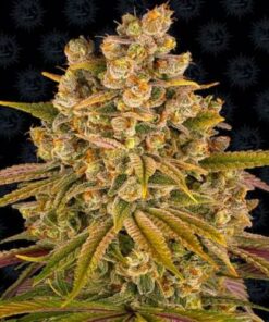 Lemon Tree fem Barney's Farm