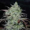 Marmalate fem Delicious Seeds