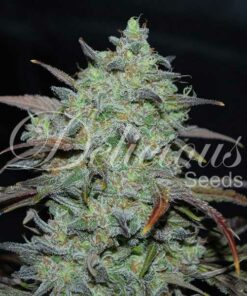 Marmalate fem Delicious Seeds