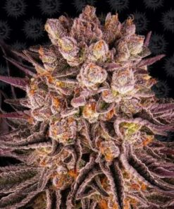 Mimosa x Orancge Punch fem Barney's Farm