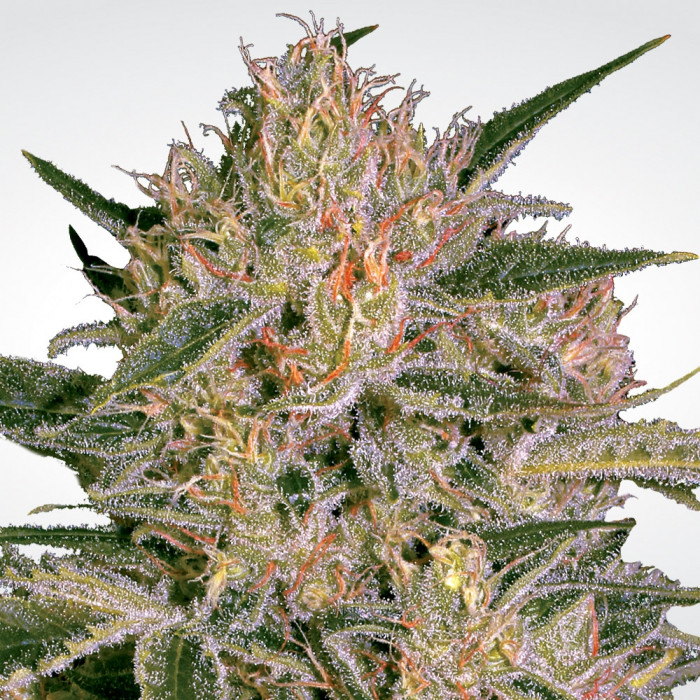 Nebula II CBD fem Paradise Seeds