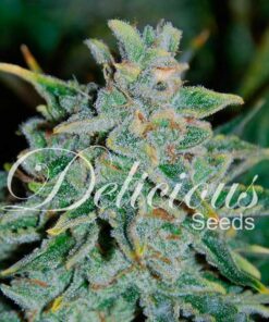 Northern Light Blue auto Delicious Seeds