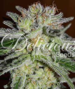 Northern Light Blue fem Delicious Seeds