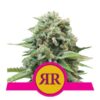Royal Runtz fem Royal Queen Seeds