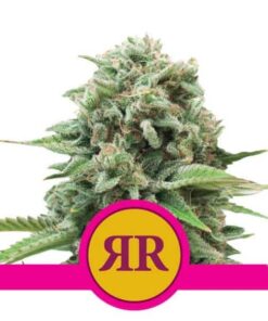 Royal Runtz fem Royal Queen Seeds