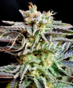 Sugar Black Rose fem Delicious Seeds