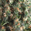 Super OG Kush auto Pyramid Seeds