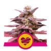 Wedding Crasher fem Royal Queen Seeds