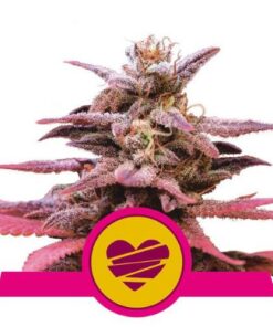 Wedding Crasher fem Royal Queen Seeds