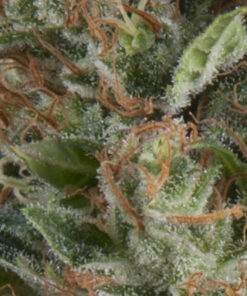 Wembley auto Pyramid Seeds