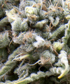 White Widow auto Pyramid Seeds