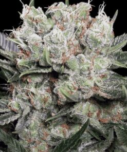 Californian Gold fem Paradise Seeds