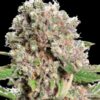Mendocino Skunk fem Paradise Seeds