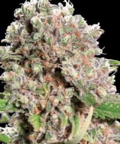 Mendocino Skunk fem Paradise Seeds