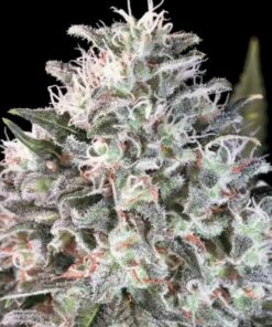 Space Cookies fem Paradise Seeds