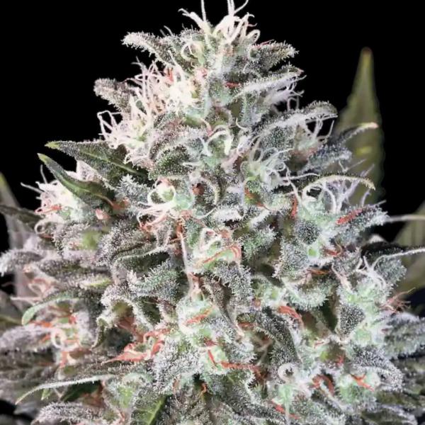 Space Cookies fem Paradise Seeds