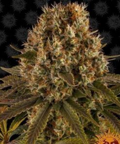 Strawberry Lemonade fem Barney's Farm