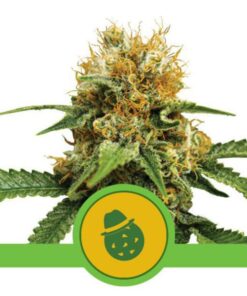 Dos Si Dos auto Royal Queen Seeds