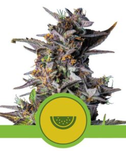 Watermelon auto Royal Queen Seeds