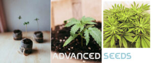 Advanced Seeds - semi cannabis