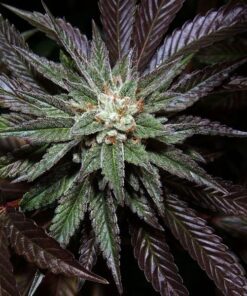 L.A. Confidential - fem (DNA)