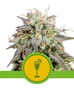 Mimosa auto Royal Queen Seeds