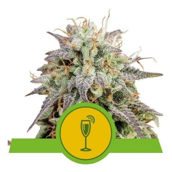Mimosa auto Royal Queen Seeds