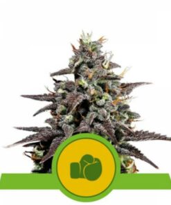 Purple Punch auto Royal Queen Seeds