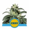 Royal CBDV auto Royal Queen Seeds