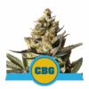 Royal CBG auto Royal Queen Seeds