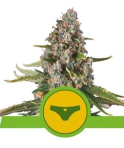Sherbet Queen auto Royal Queen Seeds